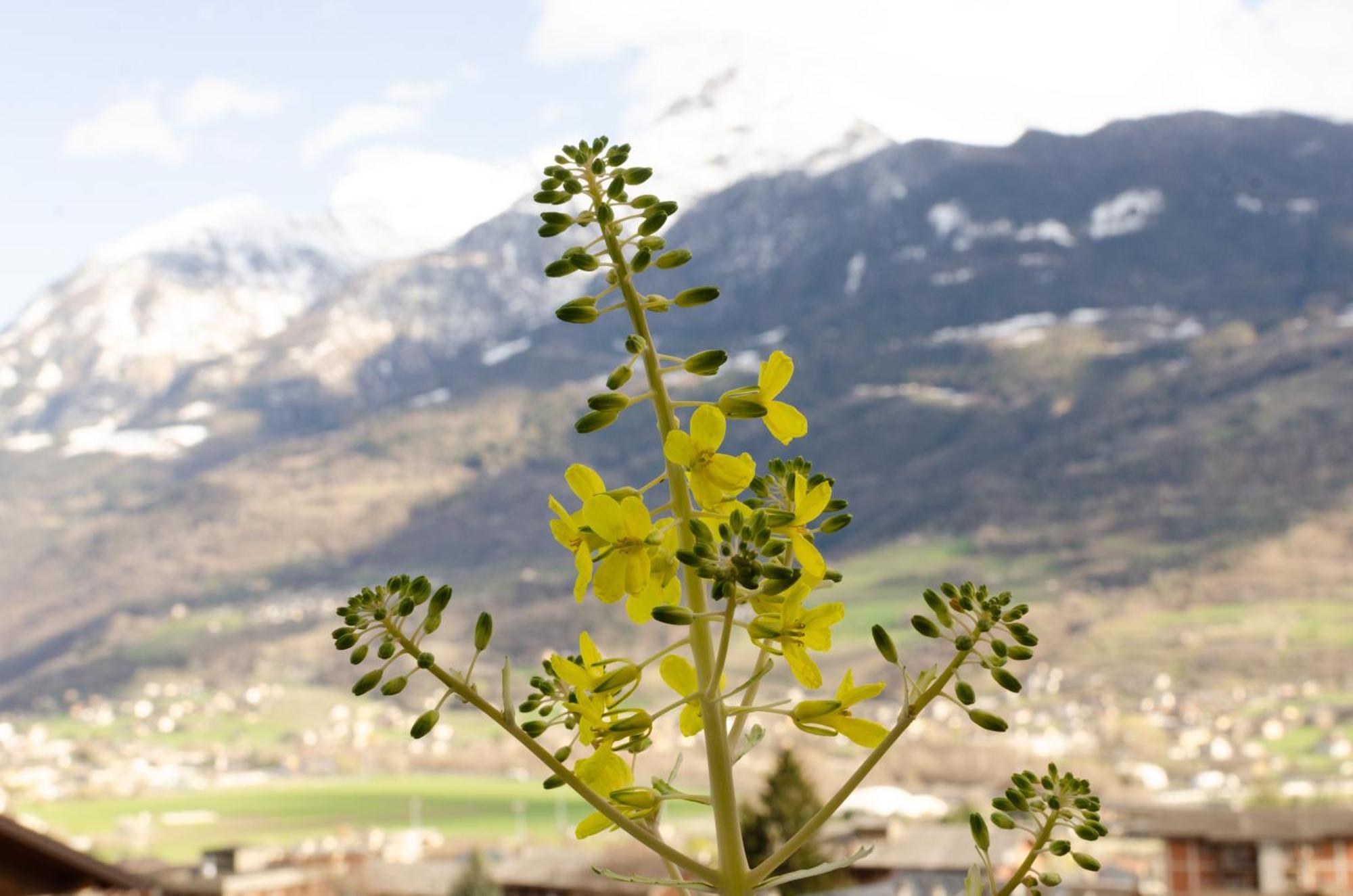 La Casa Degli Aromi - Vista Montagna E Relax Villa Aosta Buitenkant foto